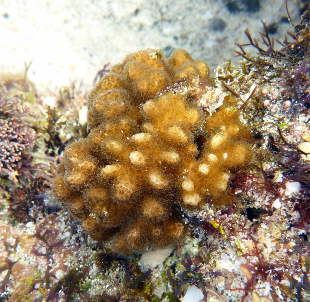 Lace Coral