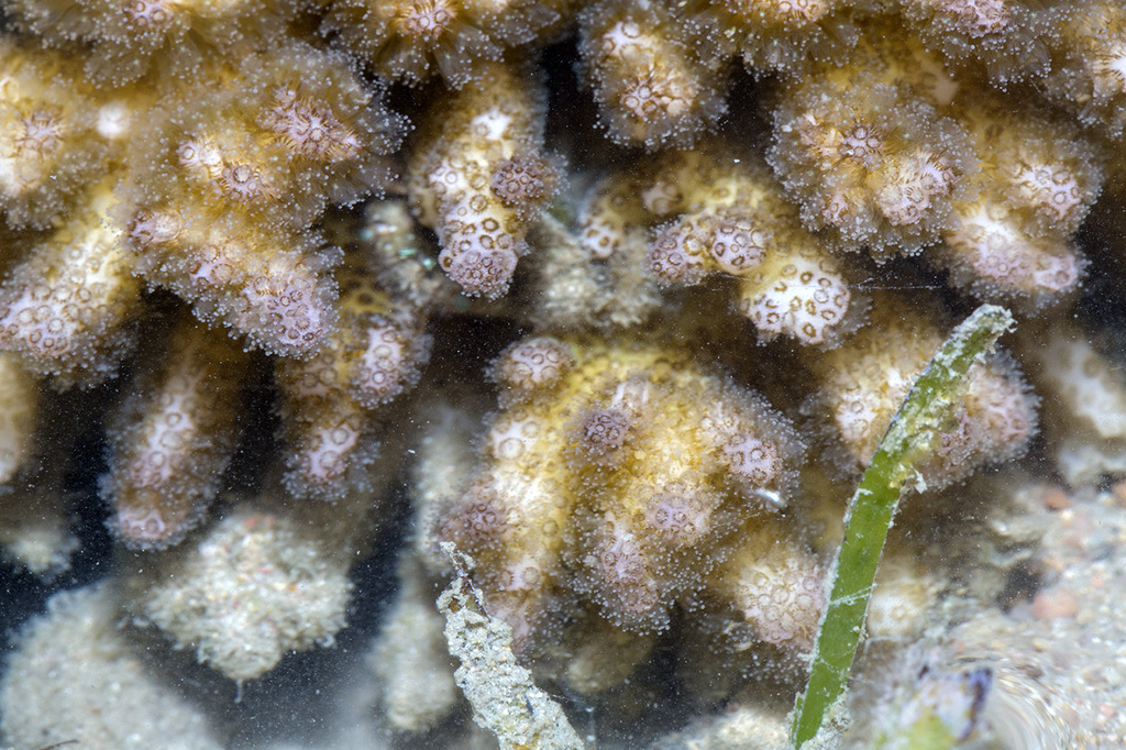 Lace Coral