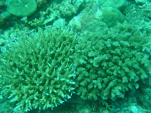 Lace Coral