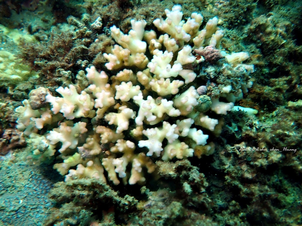 Lace Coral