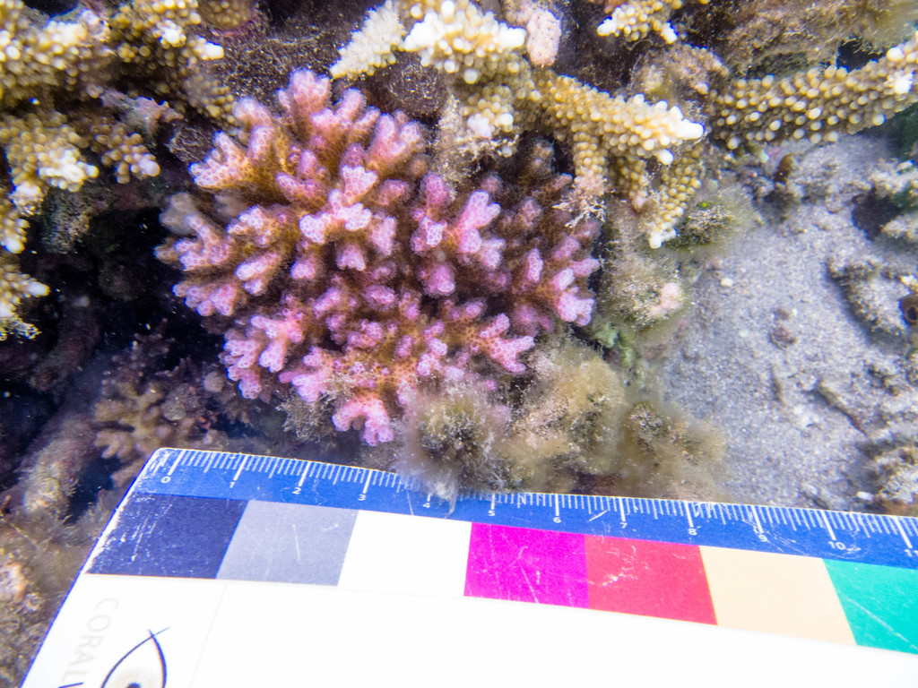 Lace Coral