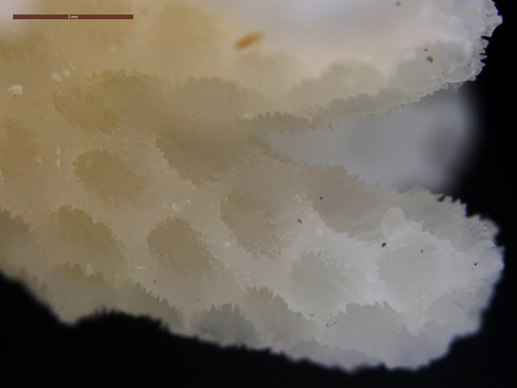 Lace Coral