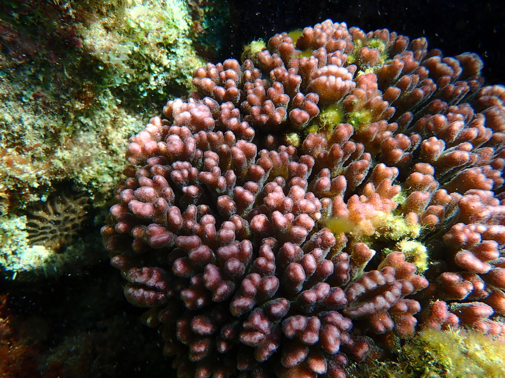 Lace Coral