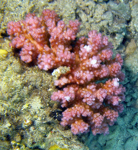 Lace Coral