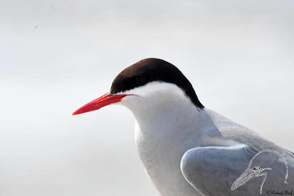 Sterne Arctique