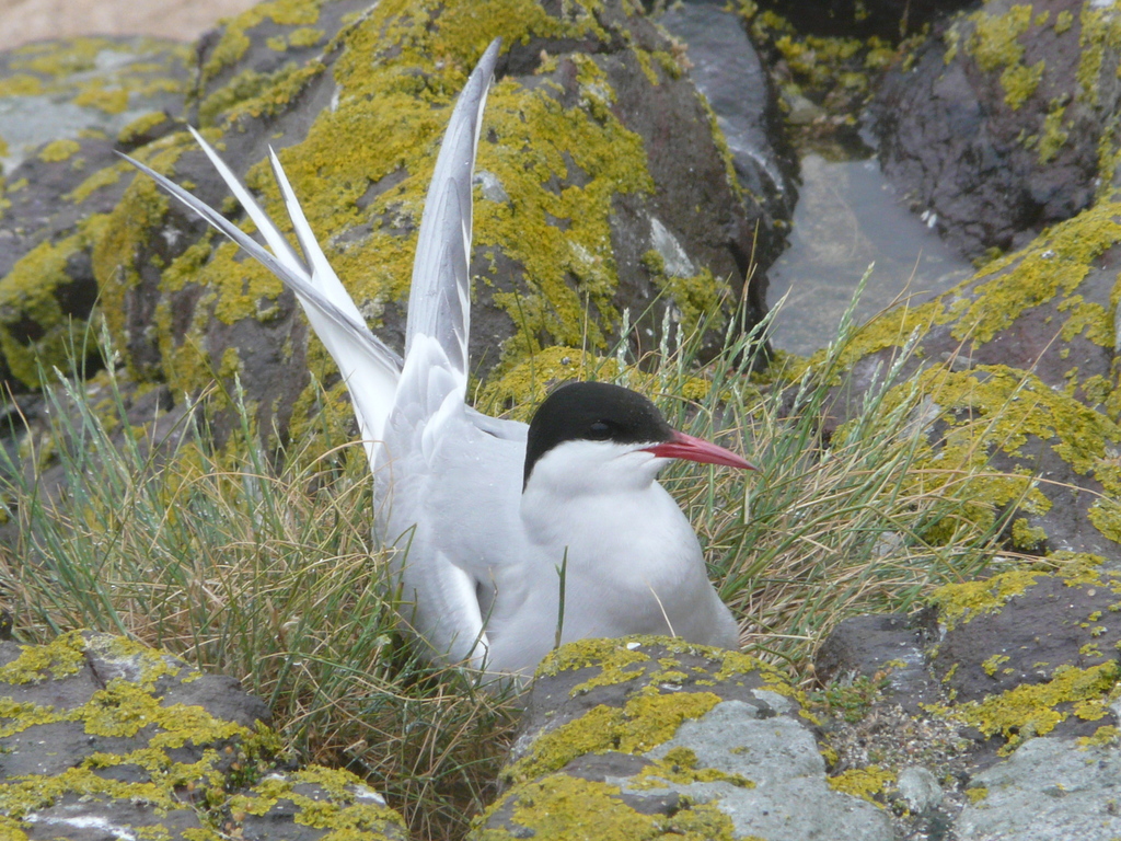 Sterne Arctique