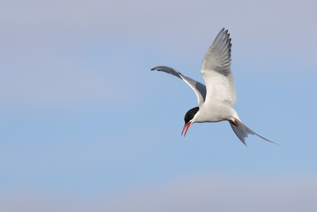 Sterne Arctique