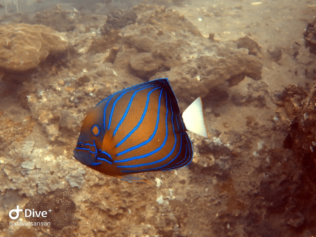Bluering Angelfish