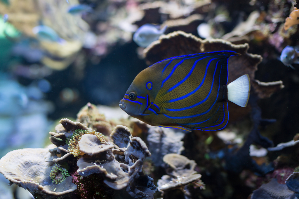 Bluering Angelfish