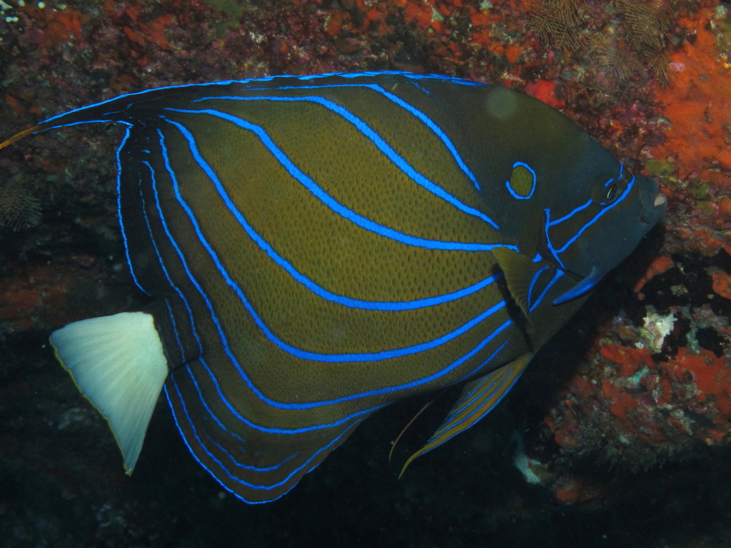 Bluering Angelfish