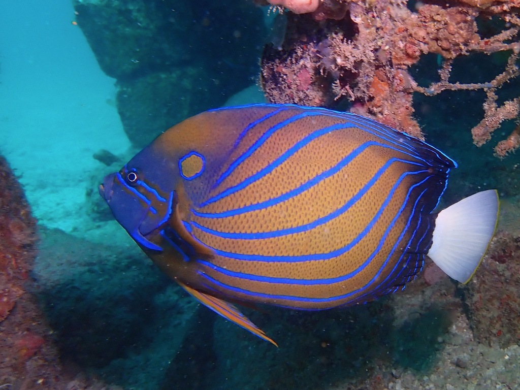 Bluering Angelfish