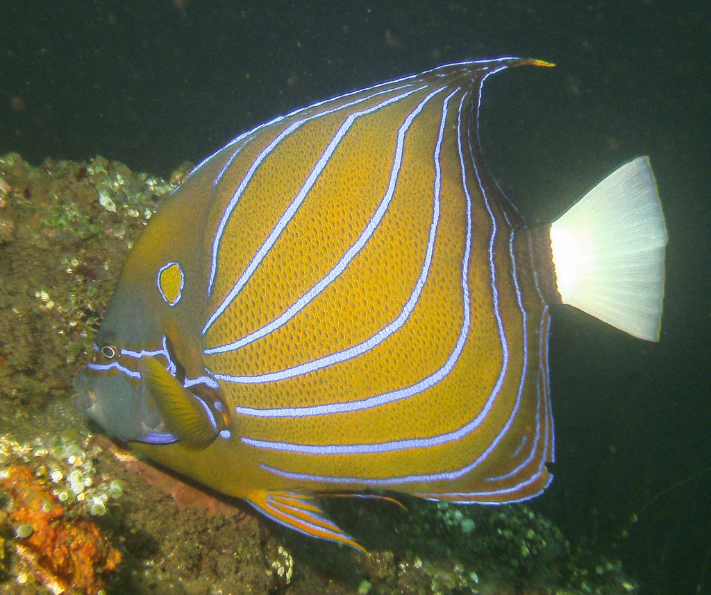 Bluering Angelfish