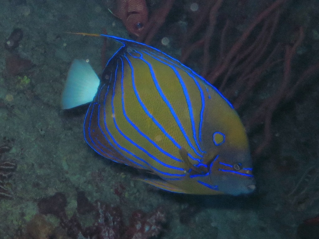 Bluering Angelfish