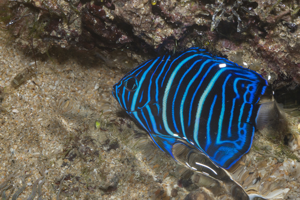 Bluering Angelfish