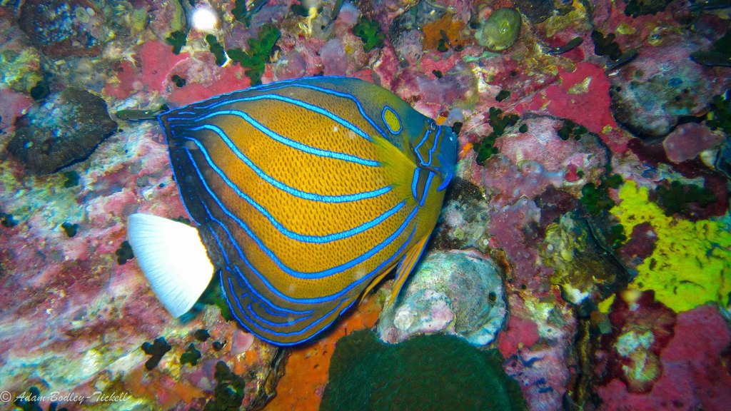 Bluering Angelfish