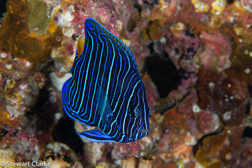 Halfmoon Angelfish