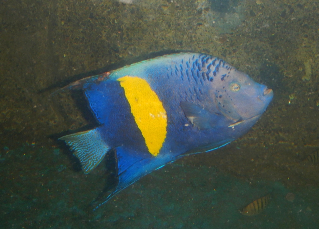 Halfmoon Angelfish