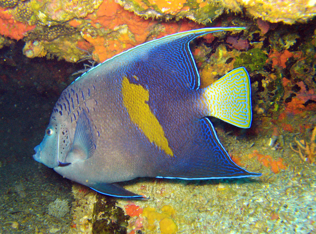 Halfmoon Angelfish