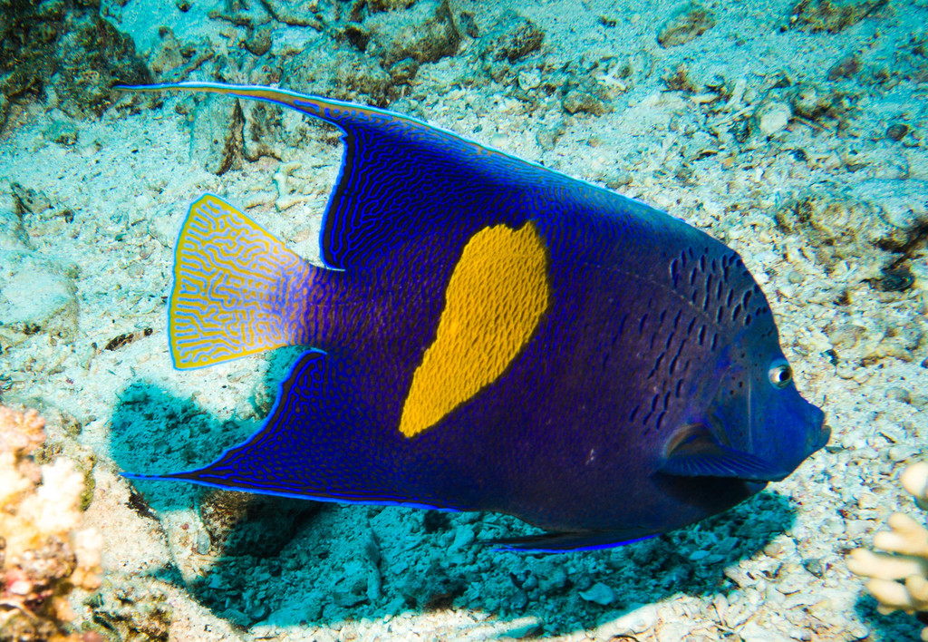 Halfmoon Angelfish