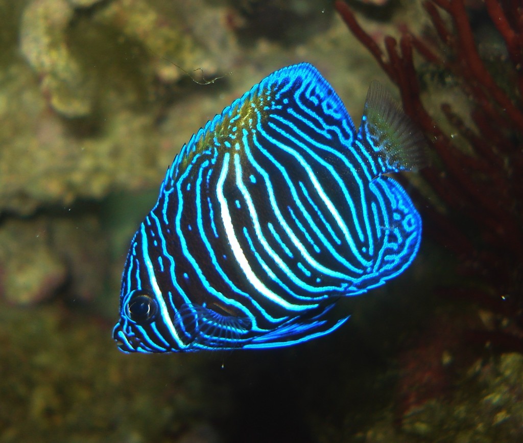 Halfmoon Angelfish