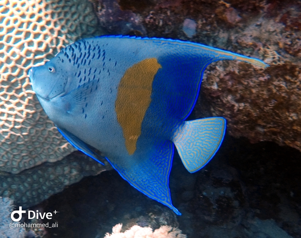 Halfmoon Angelfish