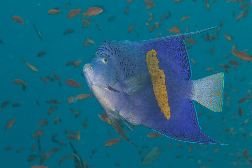 Halfmoon Angelfish