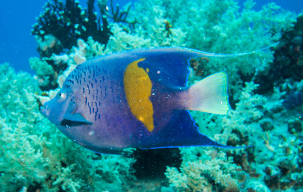 Halfmoon Angelfish