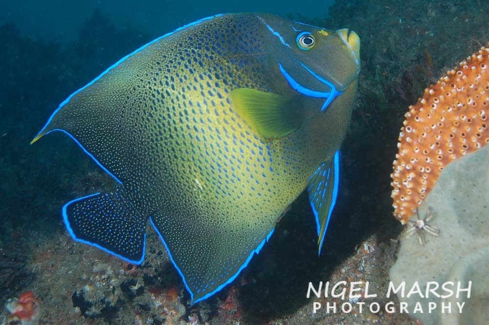 Semicircle Angelfish