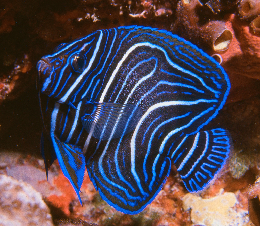 Semicircle Angelfish