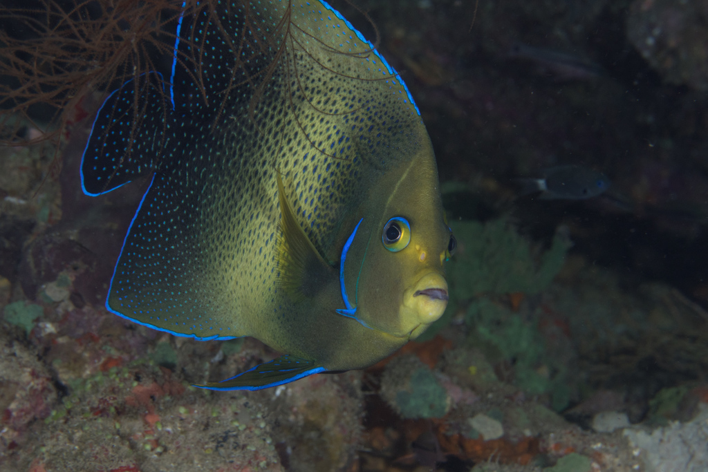 Semicircle Angelfish