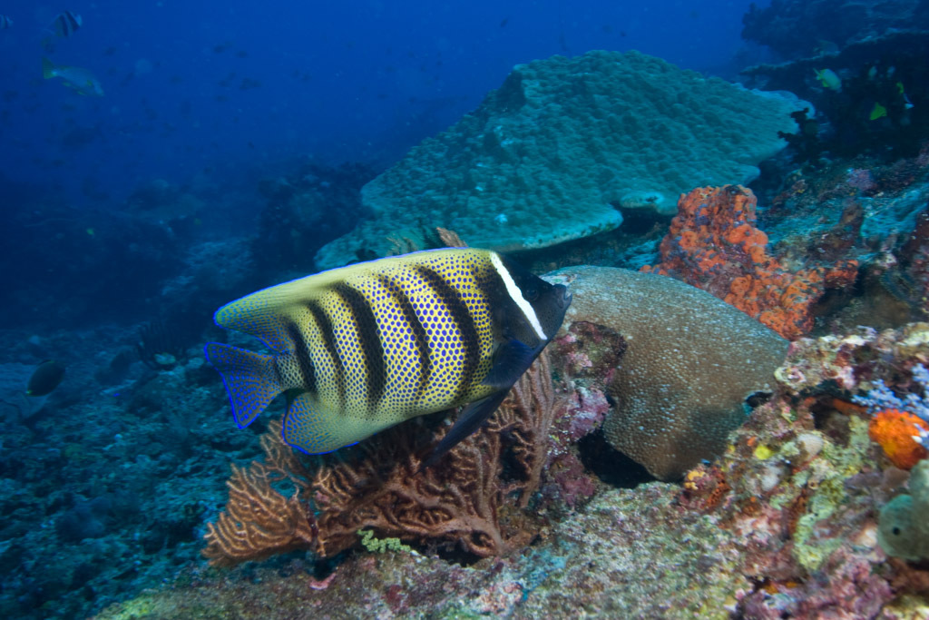 Sixband Angelfish