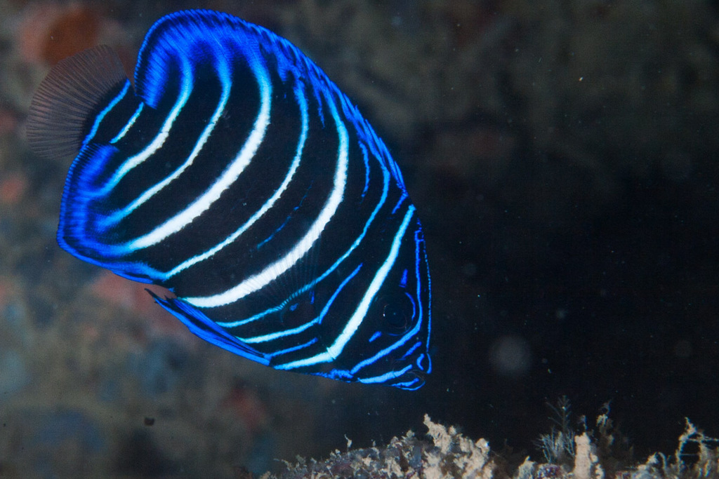 Sixband Angelfish