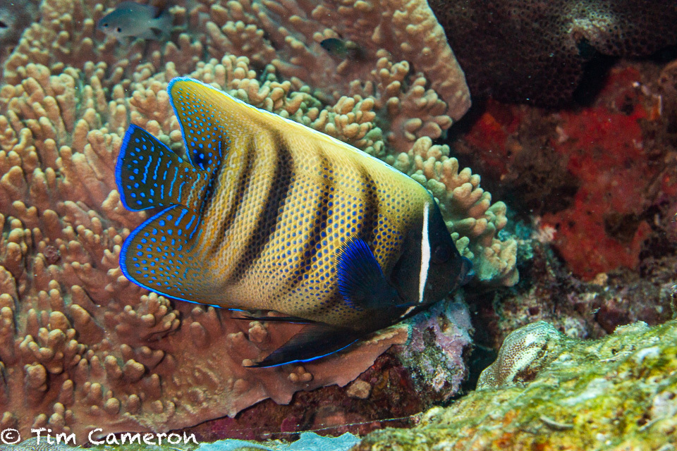 Sixband Angelfish