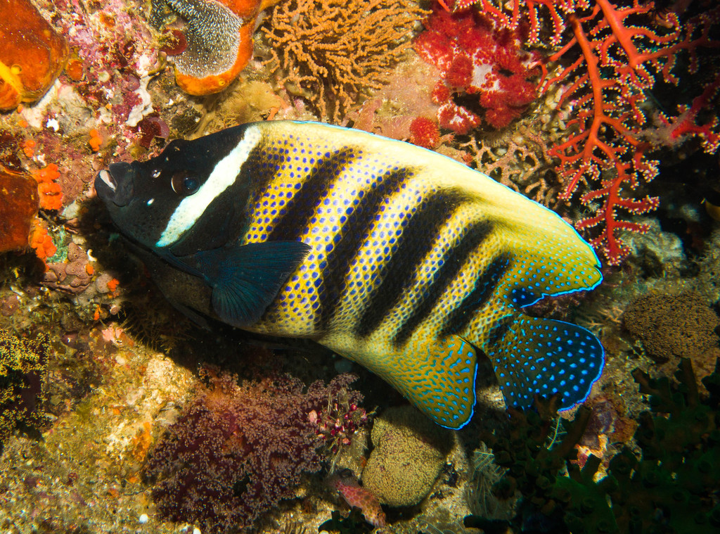 Sixband Angelfish