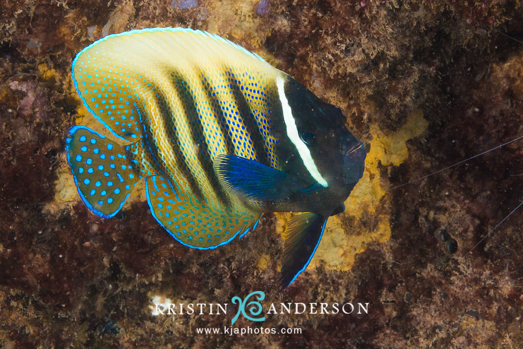 Sixband Angelfish