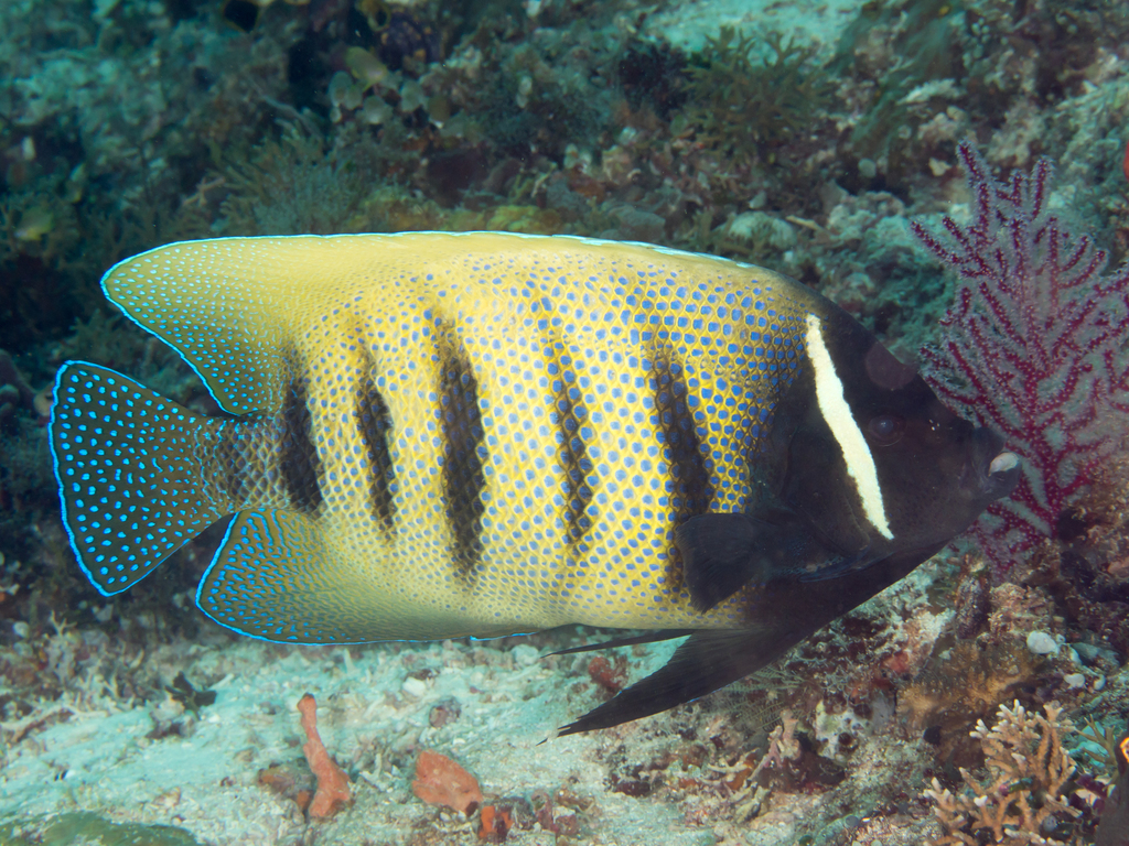 Sixband Angelfish