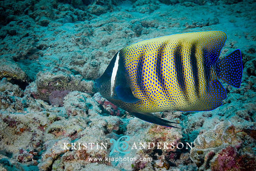 Sixband Angelfish