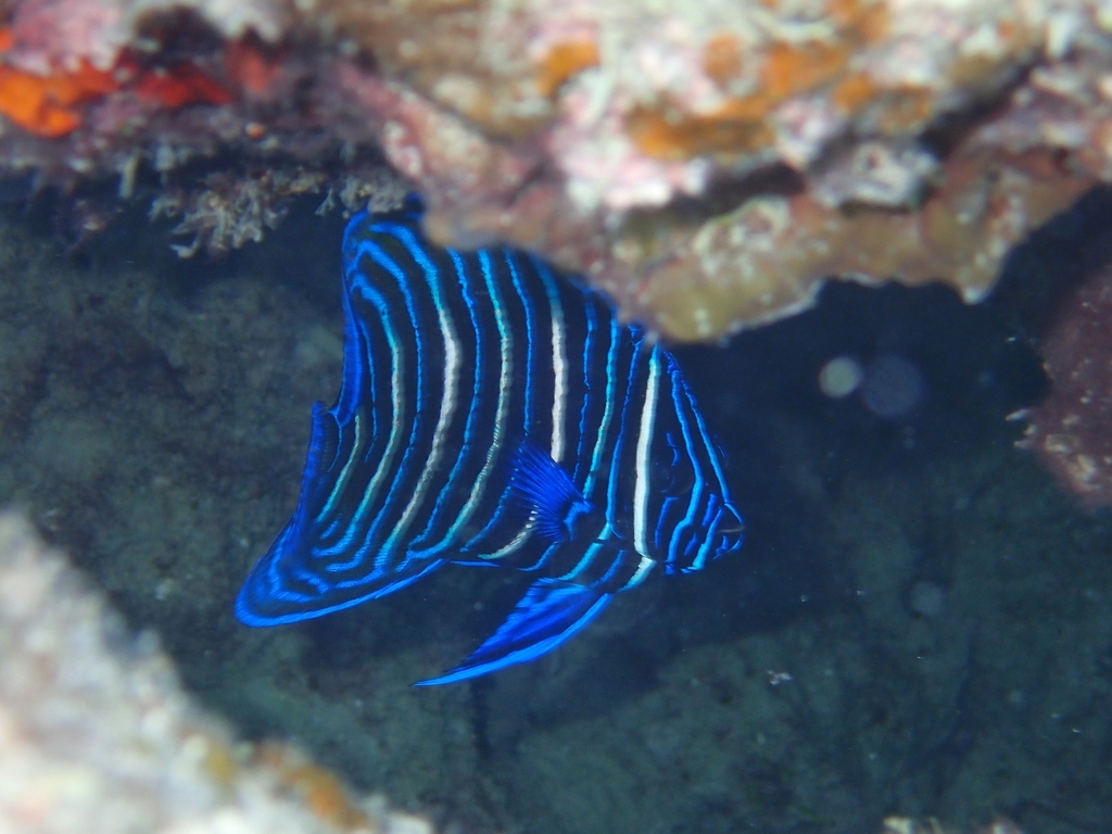 Sixband Angelfish