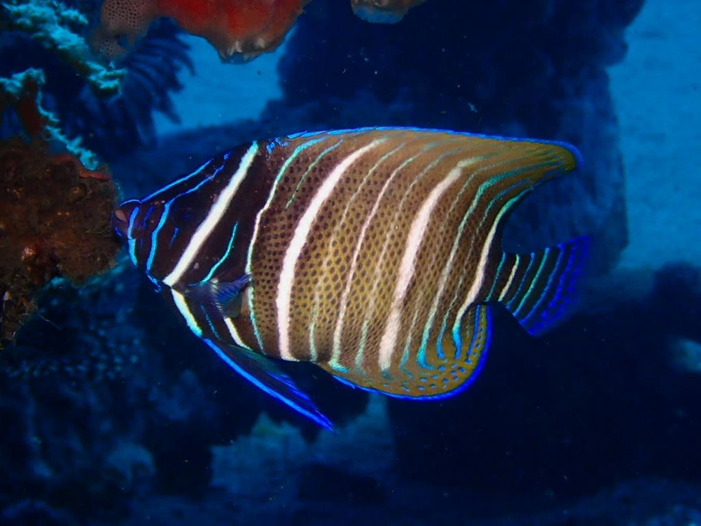 Sixband Angelfish