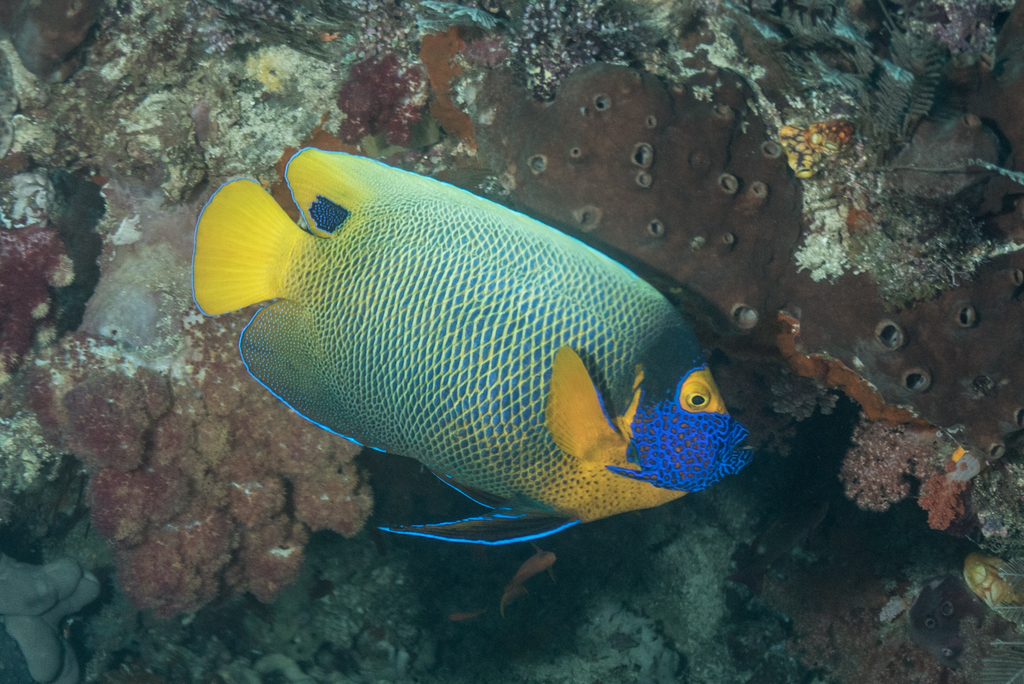 Blueface Angelfish