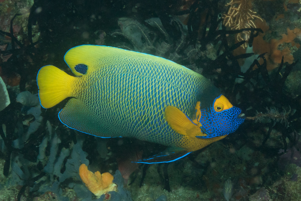 Blueface Angelfish