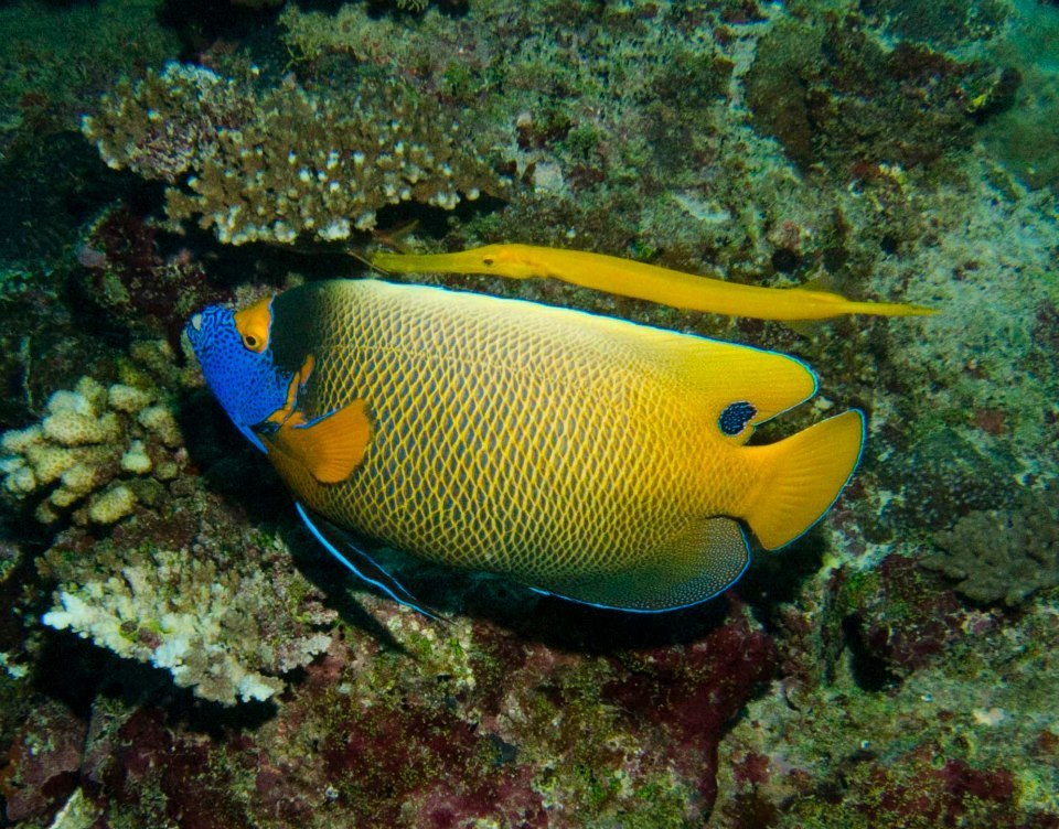 Blueface Angelfish