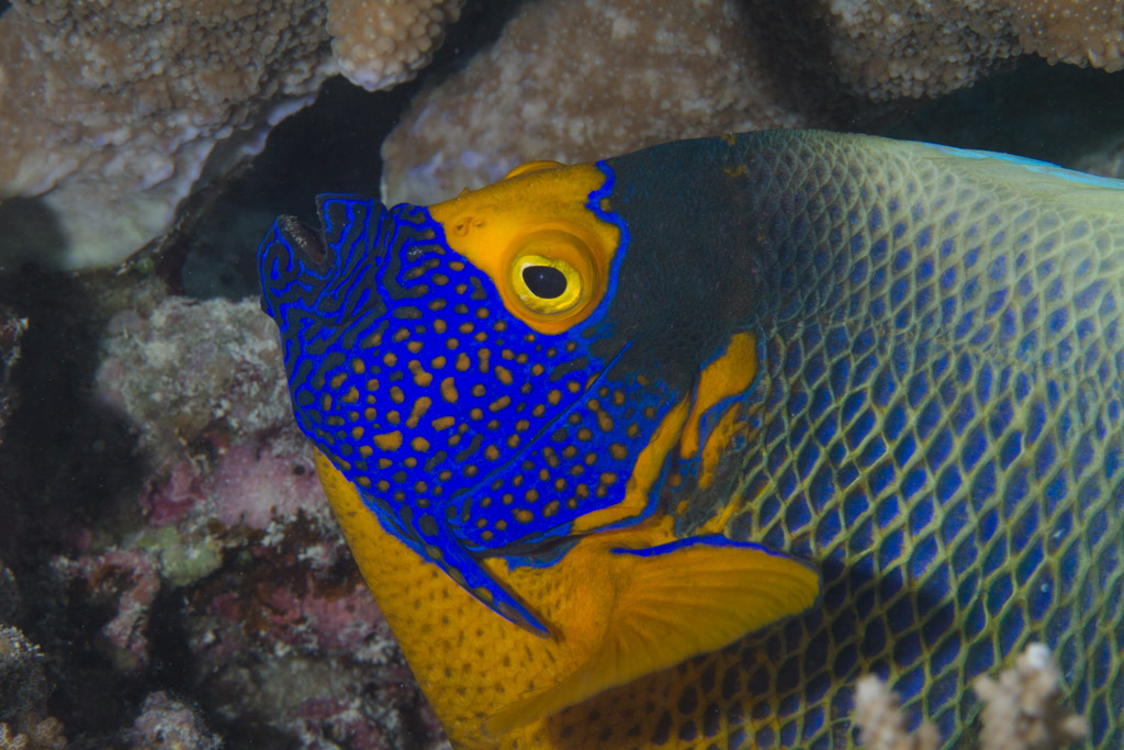 Blueface Angelfish