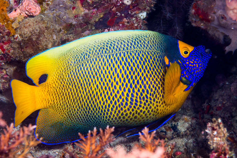 Blueface Angelfish