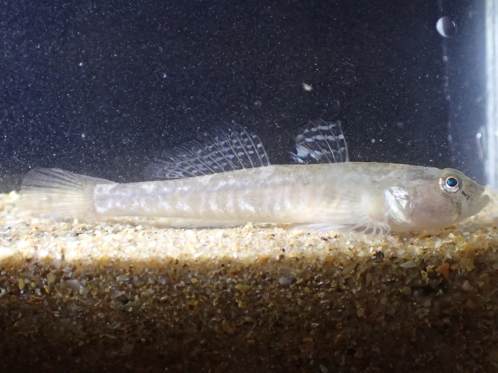 Common Goby