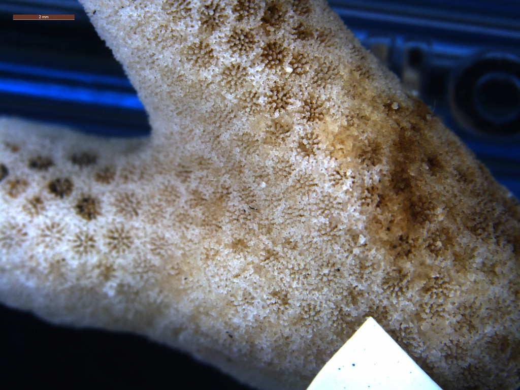 Yellow Finger Coral