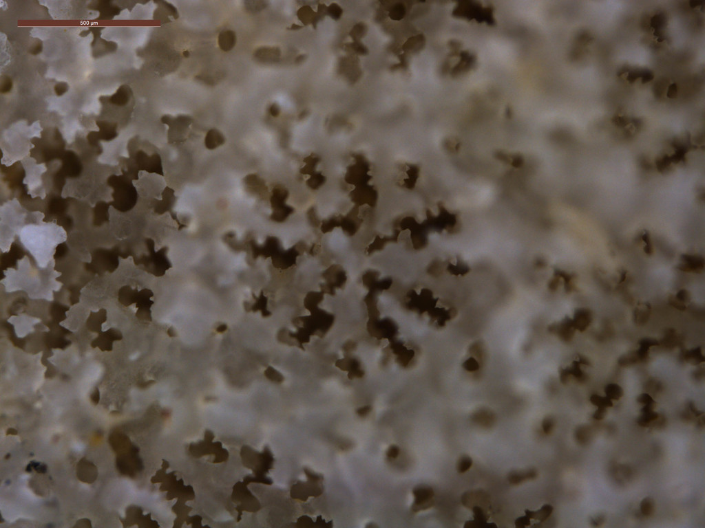 Yellow Finger Coral