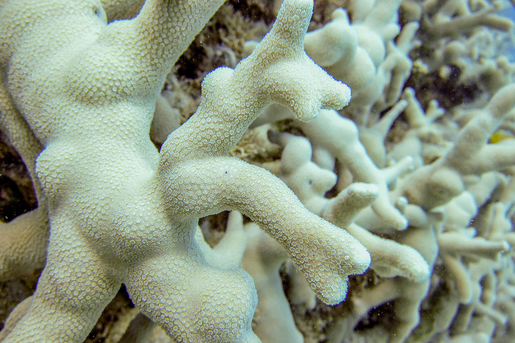 Yellow Finger Coral