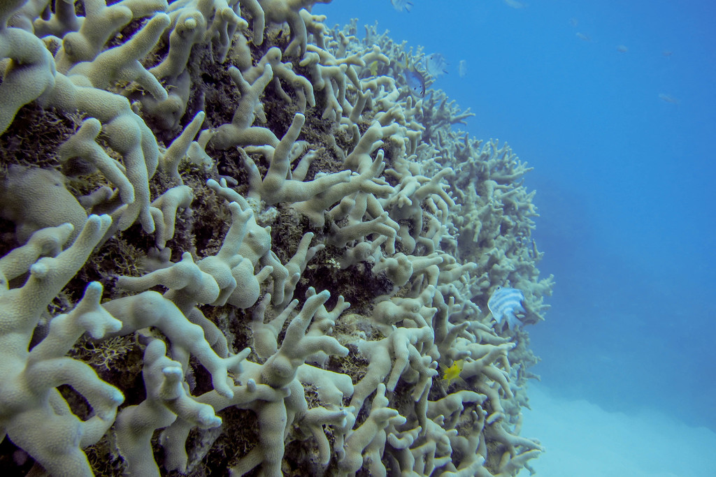 Yellow Finger Coral