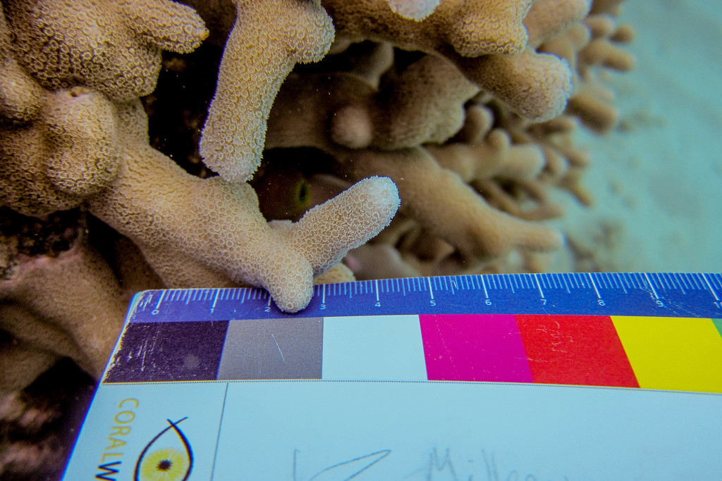 Yellow Finger Coral